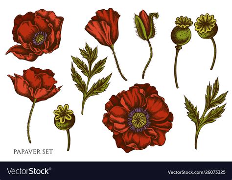 Set Hand Drawn Colored Poppy Flower Royalty Free Vector