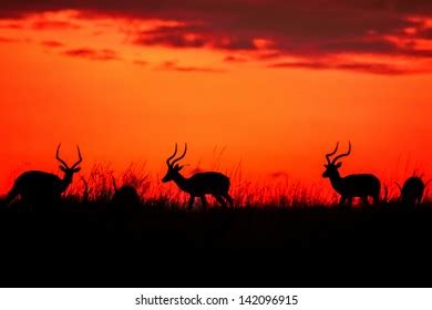 Sunrise Impalas Masai Mara Kenya Stock Photo 142096915 | Shutterstock