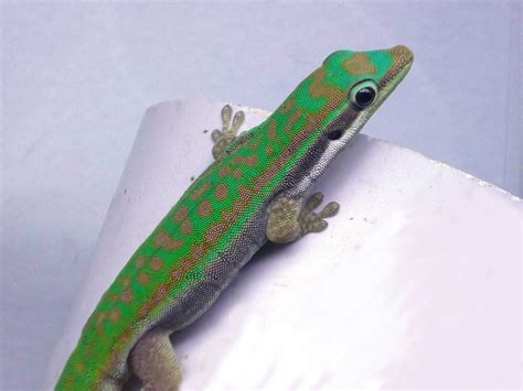 Blue Tailed Day Gecko Phelsuma Cepediana Captive Bred 57 Off