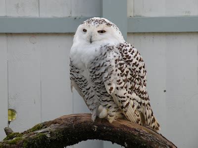 Our Year in Ireland: March 13,14 - Birds of Prey, Aillwee Cave