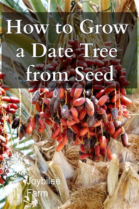 How To Grow A Date Tree From A Date Seed Joybilee Farm Diy Herbs