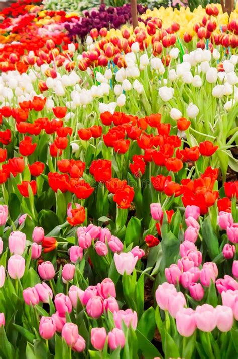 Tulipas Coloridas E Flores Que Florescem No Jardim Acolhedor Imagem De