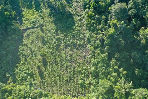 Perú Más De 12 Mil Hectáreas De Deforestación Y 9 Pistas De Aterrizaje