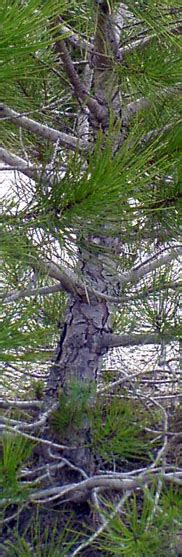 Pin Les Chuhin Et Autres Grands Bonsa Parlonsbonsai