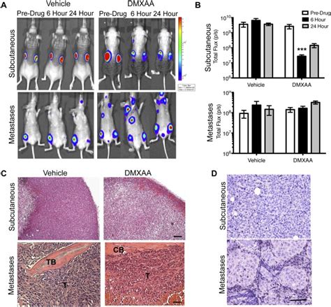 A Bli Of Mda Mb Luc Subcutaneous Tumors In Nih Iii Nu Nu