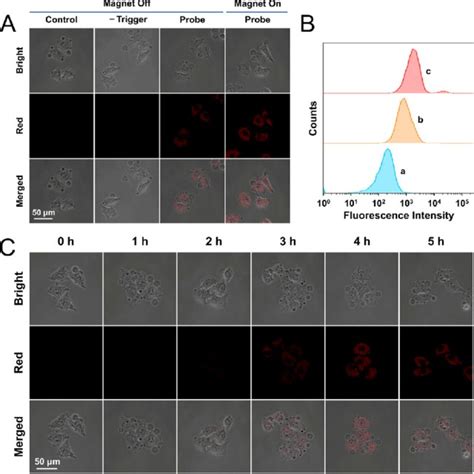 A Confocal Images Of Hela Cells Incubated With The Cnc Fe O