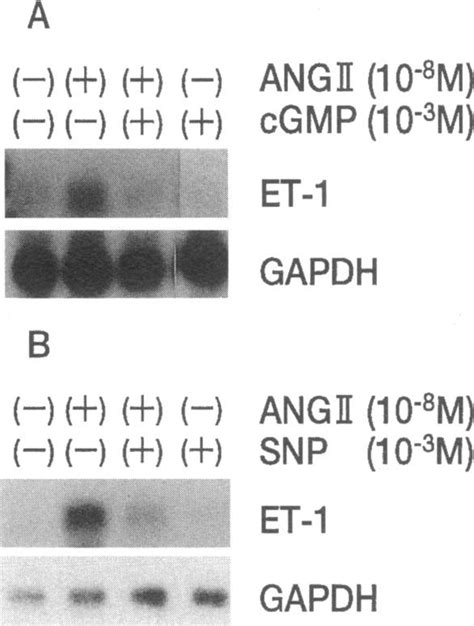 Effects Of Bromo Cyclic Gmp Cgmp And Sodium Nitroprusside Snp On