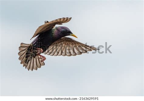 2,830 Starling Yellow Eye Images, Stock Photos & Vectors | Shutterstock