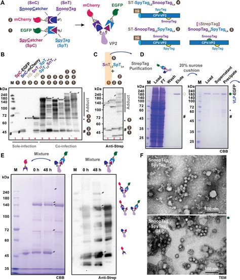 Frontiers Display Of Multiple Proteins On Engineered Canine