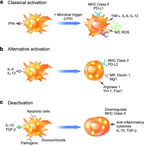 Macrophage Activation