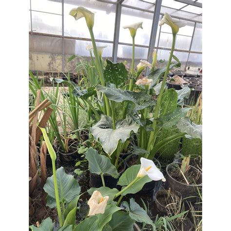 Zantedeschia Aethiopica White Giant Calla