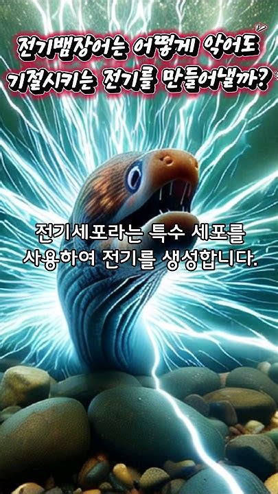 전기뱀장어는 어떻게 악어도 기절시킬만한 전기를 만들어낼까 Youtube