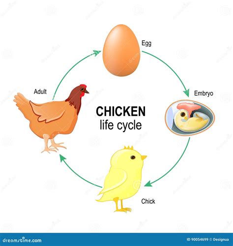 Ciclo Di Vita Di Un Pollo Illustrazione Vettoriale Illustrazione Di