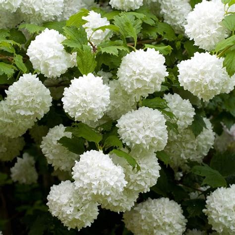 Snowball Tree Viburnum Opulus Roseum In A 3l Pot Uk Garden And Outdoors