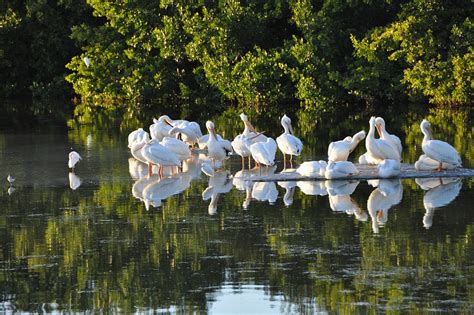 Sanibel Island Pelikane Florida Kostenloses Foto Auf Pixabay