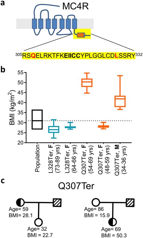 A Diagram Of The C Terminus Of Mc4r Yellow With The Putative 8th Download Scientific