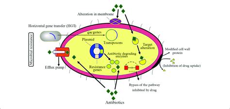 Schematic Representation Of Different Antibiotic Resistance Download Scientific Diagram