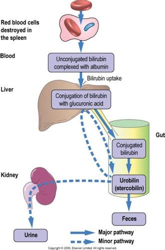 Hyperbilirubinemia HPA 3 Exam 2 Flashcards Quizlet