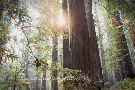 Sunrise Redwoods Photo Green Tree Forest Photo California Woodland