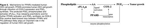 Figure 1 From Cross Talk Between Peroxisome Proliferator Activated