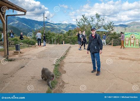 Arashiyama Monkey Park in Kyoto, Japan Editorial Stock Image - Image of ...