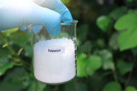 Potassium Fertilizer, Experimenting with Chemical Fertilizers for ...