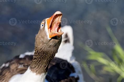 Goose isolated close up portrait 20384857 Stock Photo at Vecteezy