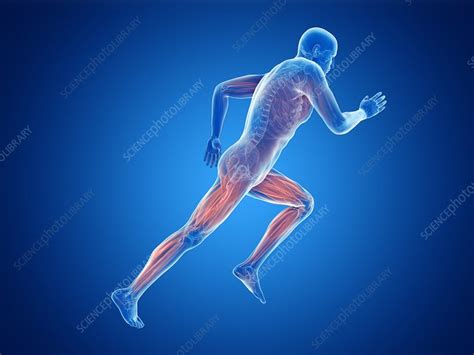 illustration   joggers muscles stock image  science