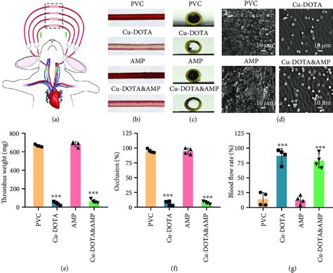 Ex Vivo Hemocompatibility Of The Cu DOTA Surfaces A Schematic