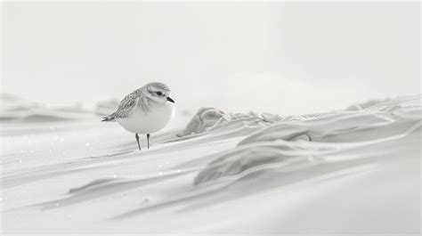 Premium Photo | Nesting snowy plover