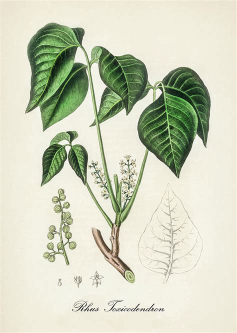 Rhus Toxicodendron Poison Ivy Medical Botany Vintage Botanical