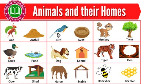 100+ Animals and their Homes | Animals Home Name