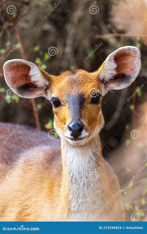 Bushbuck Hiding From Predators On Savanna Stock Photo | CartoonDealer ...