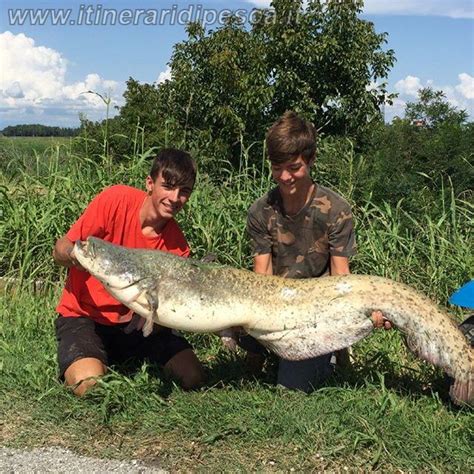 Media Ricordo Suddividere Esche Per La Pesca Al Siluro Viaggio