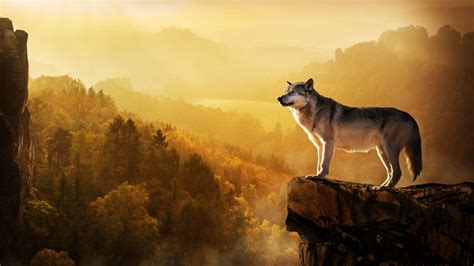 Forest Wolf iPhone Wallpapers - Top Free Forest Wolf iPhone Backgrounds ...