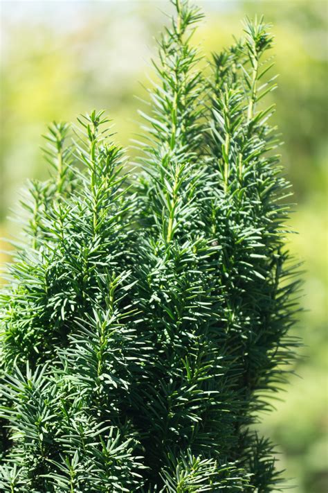 Garten Navi Schmale Säuleneibe Taxus baccata Fastigiata Robusta