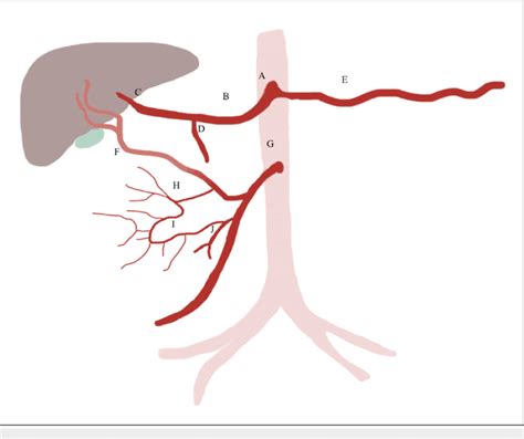 Schematic Demonstrating Newly Described Branching Pattern Proposed Download Scientific Diagram