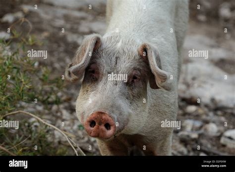 Malnourished Pig At Ragged Island Bahamas Stock Photo Alamy