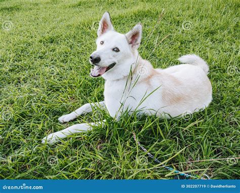 White Shepherd Dog Is Looking At The Camera Stock Image Image Of Cute