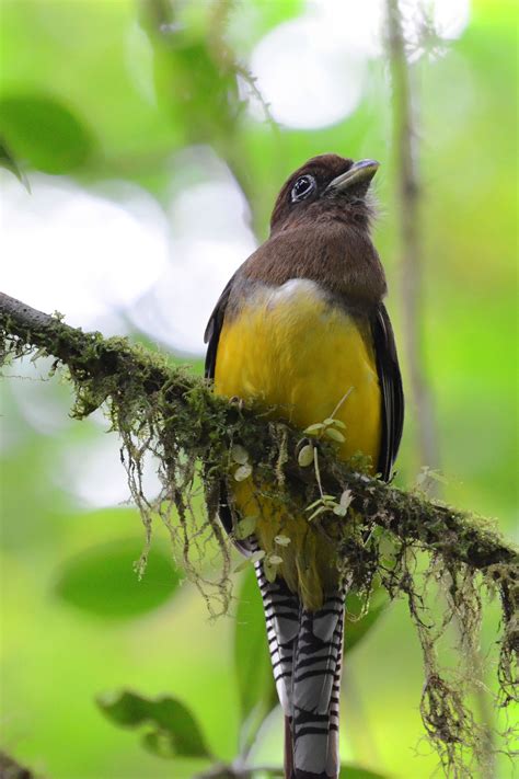 Vögel des Costa Rica