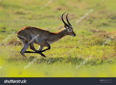 lechwe running river water okavango delta stock photo