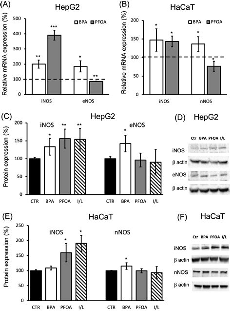 Nitro Oxidative Stress And Mitochondrial Dysfunction In Human Cell