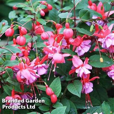 Fuchsia Heidi Ann | Suttons