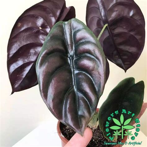 Jual BIBIT Tanaman Hias Alocasia Cuprea Dragon Scale Hitam Keladi