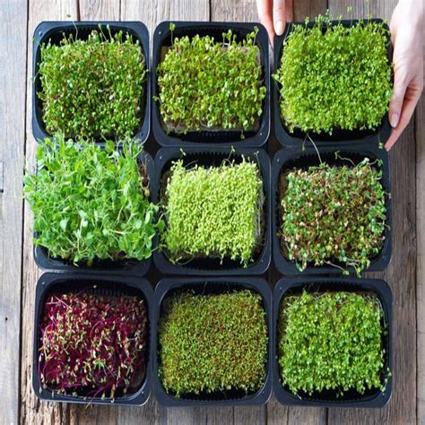 Grown Your Own Seeds 8 Types Of Microgreen Seeds Packet Only Seeds