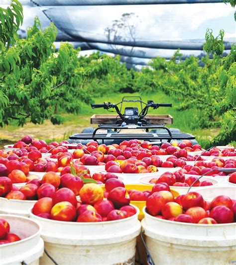 Stone Fruit Growers Show Resilience