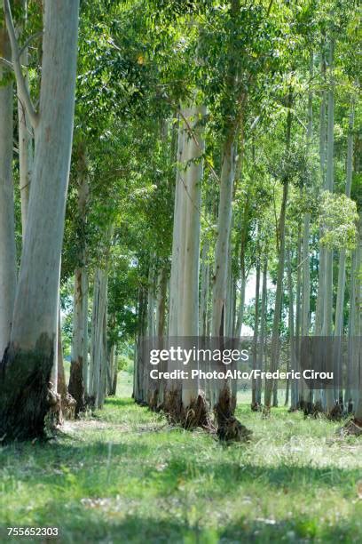 tall skinny tree   premium high res pictures getty images