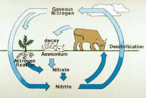 Chemical Cycles in the Biosphere DVD | Ward's Science