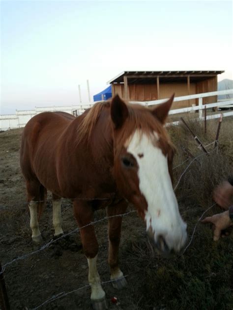 Channel Islands Marine & Wildlife Institute (Cimwi), US-101, Goleta, CA, Business Services ...