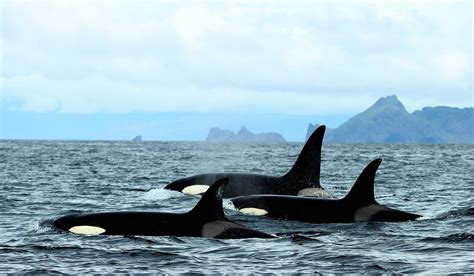 It Was Spectacular Irish Photographer Snaps Killer Shot Of Orcas